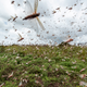 Swarms of desert locusts fly up into the air from crops in Katitika village, Kitui county, Kenya on Friday, Jan. 24, 2020.
